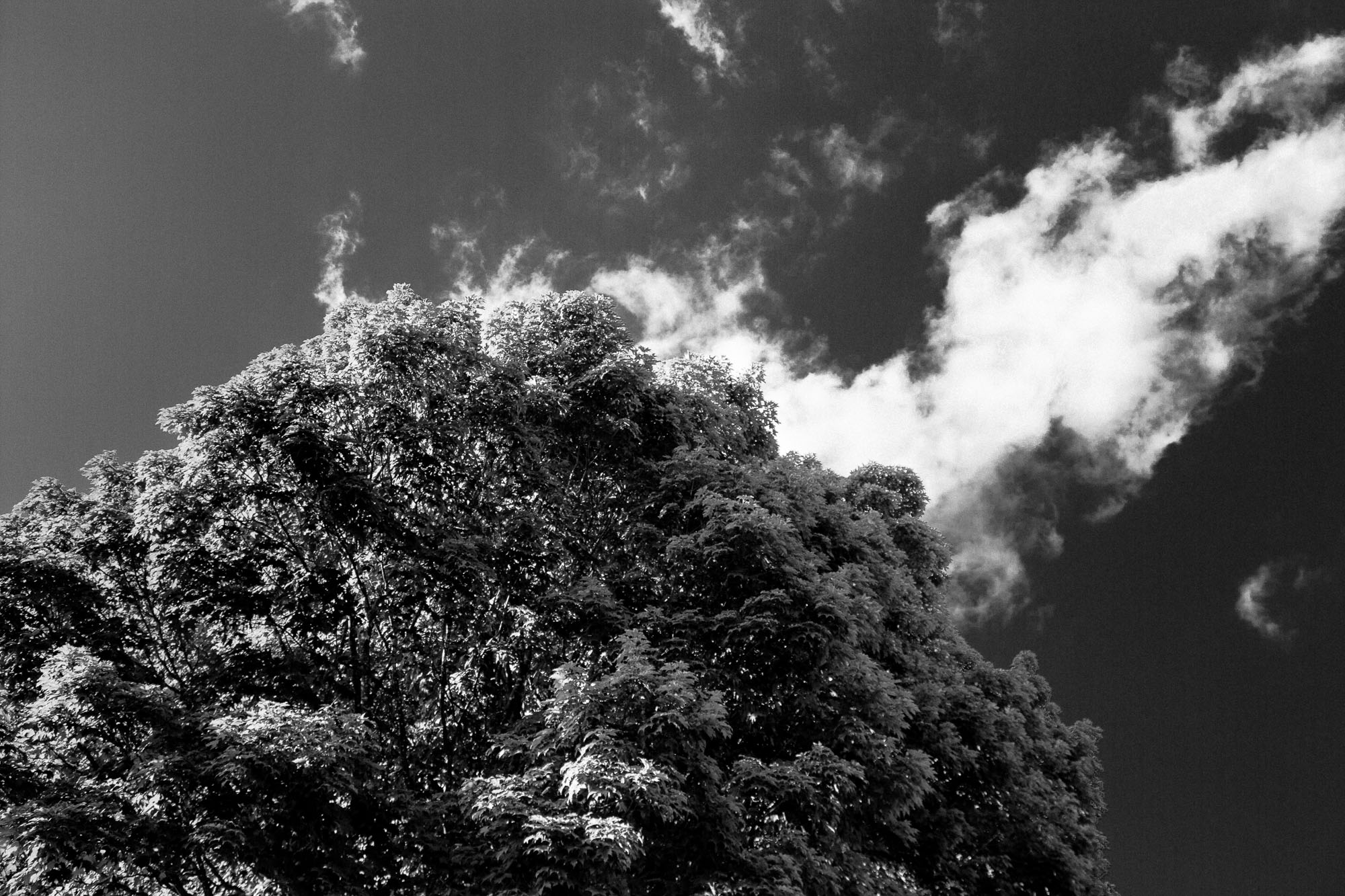 Tree, Cloud